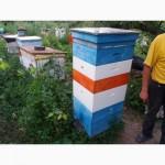 Продам маток бакфаст от В208KOR и В10KOR