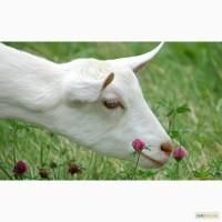 Продам козье молоко оптом