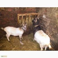 Продам Козу