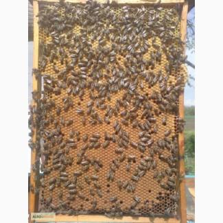 Продам бджолопакети 4 рр. кінець квітня ціна договірна