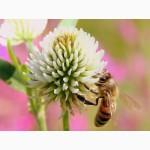 Продам бджолопакети 4 рр. кінець квітня ціна договірна