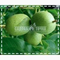 Саженцы Грецкого ореха Топоровскийкупить в интернет-супермаркете SADOVA-TOCHKA