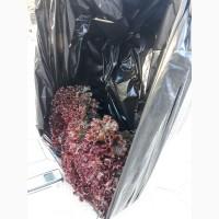 Продам САЛАТ лоло бионде, лоло росса