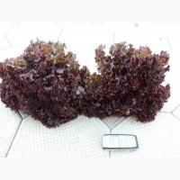 Продам САЛАТ лоло бионде, лоло росса