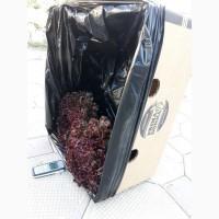 Продам САЛАТ лоло бионде, лоло росса