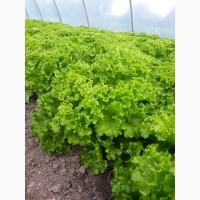 Продам САЛАТ лоло бионде, лоло росса