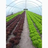 Продам САЛАТ лоло бионде, лоло росса