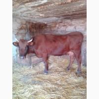 Продам корову