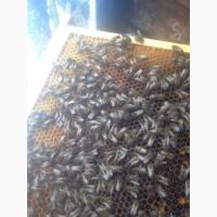 Продам бджопакети карпатки