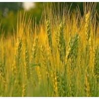 Куплю ячмень. Постоянно