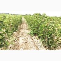 Саженцы смородины оптом: Бен Конан, Бен Гейн, Бен Хопе, Бона, Тисель, Юбилейная Копаня