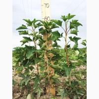 Саженцы смородины оптом: Бен Конан, Бен Гейн, Бен Хопе, Бона, Тисель, Юбилейная Копаня