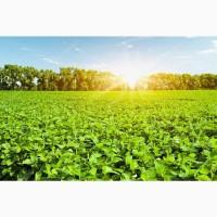 Семена Канадской сои 1 репродукция, насіння сої під раундап