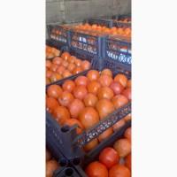 Продам Хурму Бычок от прямого поставщика