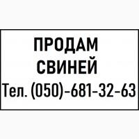 Продам СВИНЕЙ || Черкаси і область || Купити свиней жива вага 10, 20, 100 кг
