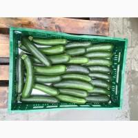 Продам цукіні