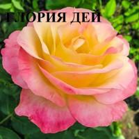 Продажа саженце роз, закрытая корневая