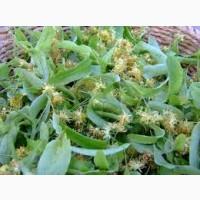 Купим СУШЕНУЮ ягоду красной рябины. бузину шиповник терен и боярышник.Самовывоз