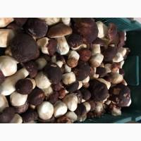 Продам гриб білий 2020 рік