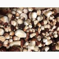 Продам гриб білий 2020 рік