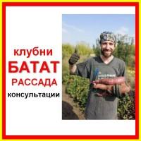 Сеженцы батата опт/розница