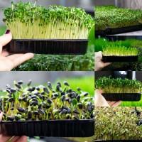 Продам микрозелень, разные культуры