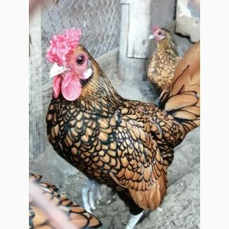Продам петуха