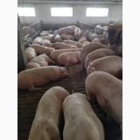Продаж свиней живою вагою