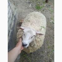 Продам овец на племя