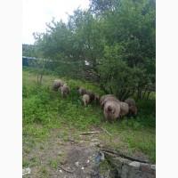 Продам овец на племя