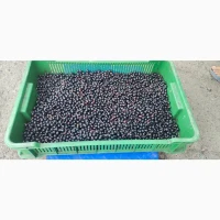 Куплю чорну смородину