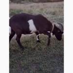 Козлы для спаривания или на мясо ( 10 месяцев, 1, 5 года)