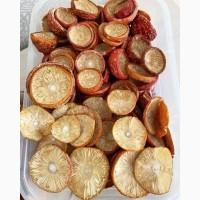 Куплю пантерний мухомор опт