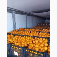 Продам мандарин