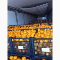 Продам мандарин