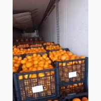 Продам мандарин