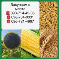 Закупаем кукурузу с элеватора (база )