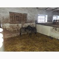 Продам вівці романівська