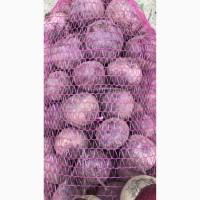 Продам Столовий буряк Водан, Боро