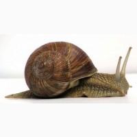Купуємо Равлика Виноградного (лісового, садового, дикого), великими та малими обємами