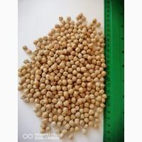 Продаємо насіння нуту Іордан