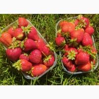 Продам полуницю з поля Полтавська обл
