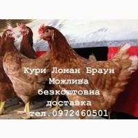 Продам кури несучки