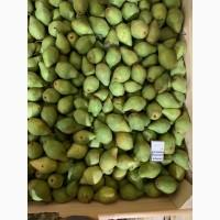 Продам Грушу Ноябрську (Листопадову)