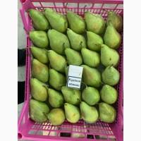 Продам Грушу Ноябрську (Листопадову)