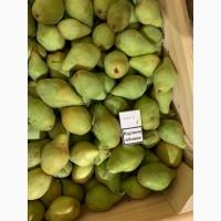 Продам Грушу Ноябрську (Листопадову)