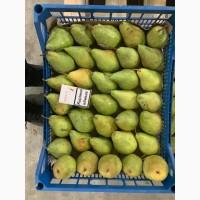 Продам Грушу Ноябрську (Листопадову)