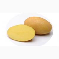 Реалізуємо насіннєву картоплю сорту Сюзанна, першої репродукції. Роздріб від 20 кг