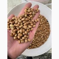 Продам кінські (кормові) боби