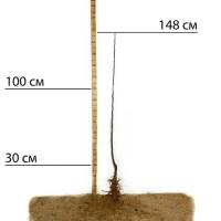 Саджанці яблуні Білий Налив - 1-річний